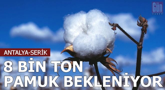 Serik'te 8 bin ton pamuk bekleniyor