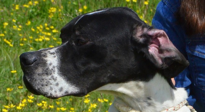 Serik'te av köpekleri yarıştı