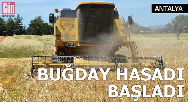 Serik'te buğday hasadı başladı