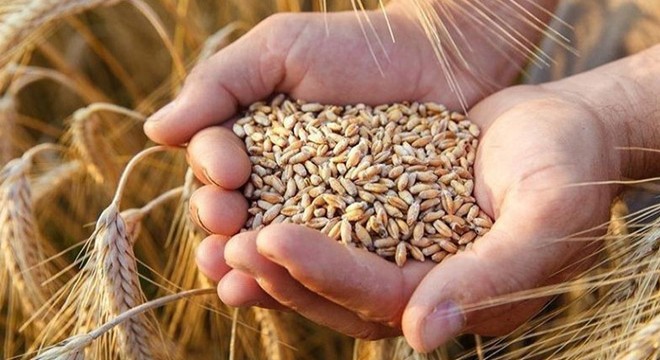Serik'te buğday rekoltesi üreticinin yüzünü güldürdü