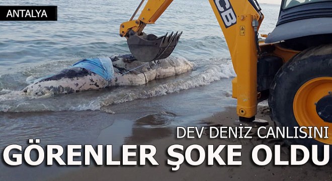 Serik'te dev deniz canlısını görenler şoke oldu