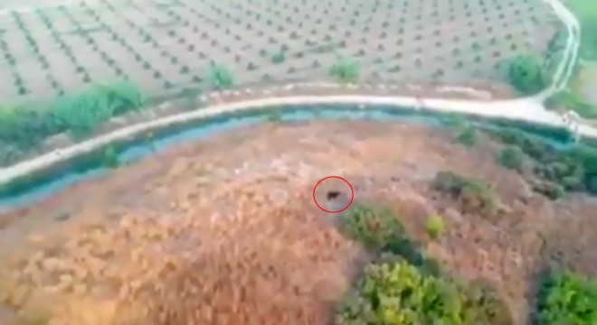 Serik’te kayıp kurbanlık keçi, dronla bulundu