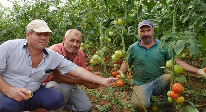 Serik'te sezonun ilk domatesi