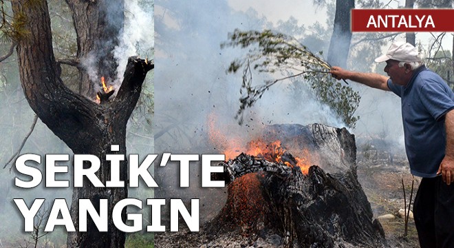 Serik’te tarlada başlayan yangın ormana sıçradı