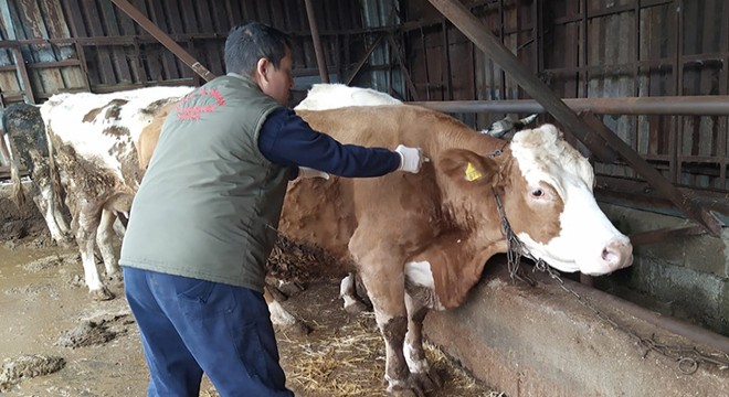 Serik te 13 bin büyükbaş aşılandı