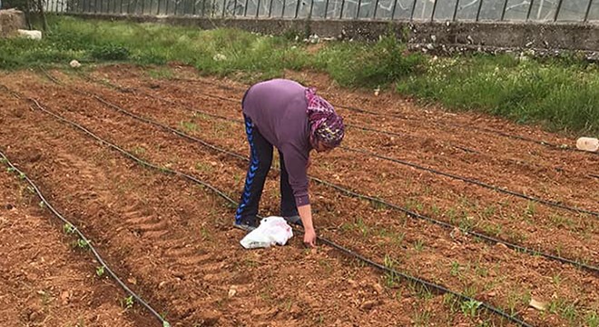 Serik te Gevaş fasülyesi deneme ekimi