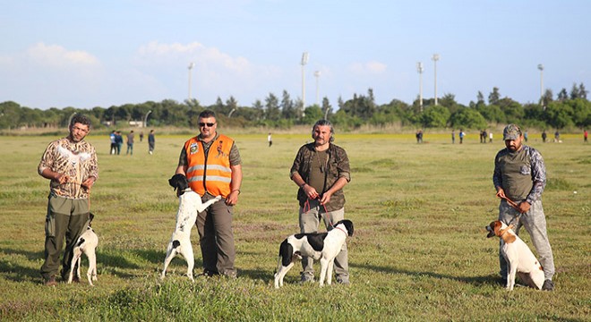 Serik te av köpekleri yarıştı