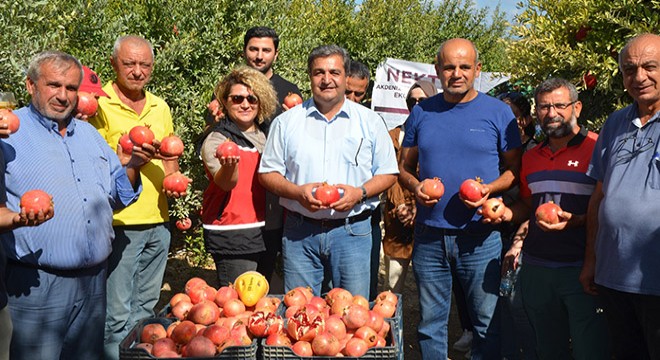 Serik te nar hasadı başladı