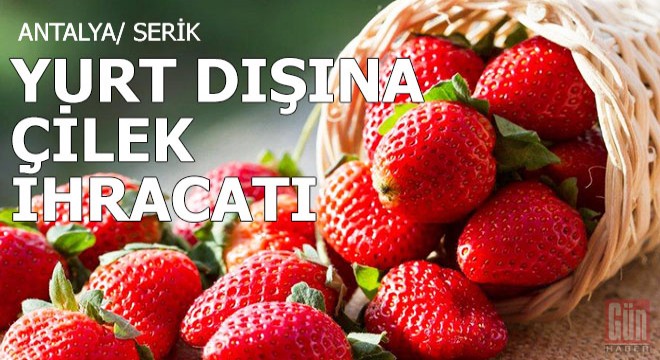 Serik ten yurt dışına çilek ihracatı