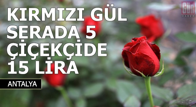 Sevgililer gününün kırmızı gülü serada 5, çiçekçide 15 lira