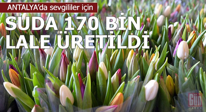 Sevgililer için suda 170 bin lale üretildi