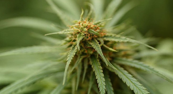 Seyahat izin belgeli TIR'dan 3 kilo 600 gram esrar çıktı