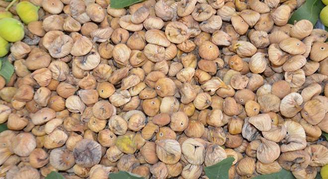 Sezonun ilk kuru inciri, kilosu 400 liradan alındı