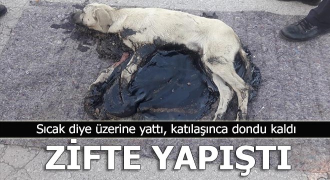 Sıcak zifte yattı sonrası vahim...