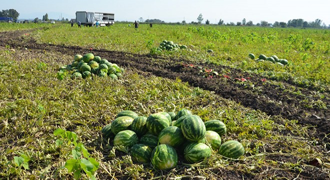 Sıcaklar nedeniyle Bafra karpuzunda yanmalar oluştu