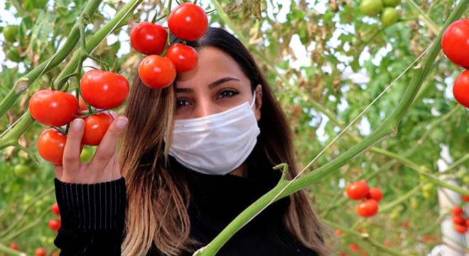 Sıcaklığın eksi 40'a kadar düştüğü Çaldıran'da, serada domates üretimi