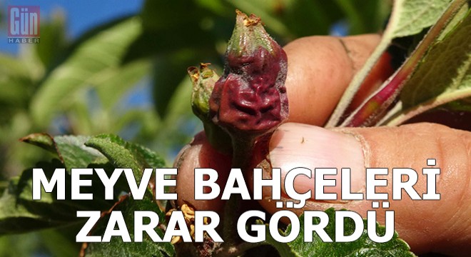 Sıcaklık ani düştü, meyve bahçeleri zarar gördü