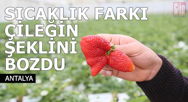 Sıcaklık farkı, çileğin şeklini bozdu