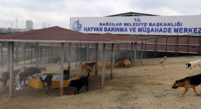 Sıcaktan bunalan sokak hayvanlarına soğuk buhar