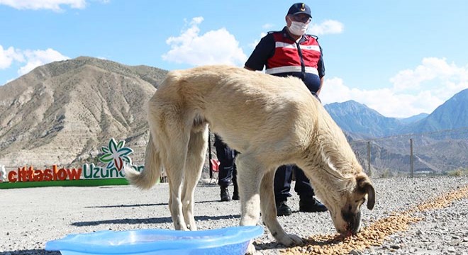 Sıcaktan etkilenen hayvanlara su ve yiyecek götürdüler