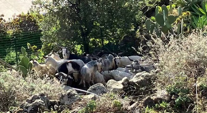 Sicilya’ya bağlı adada yaban keçileri, nüfusun 6 katı oldu
