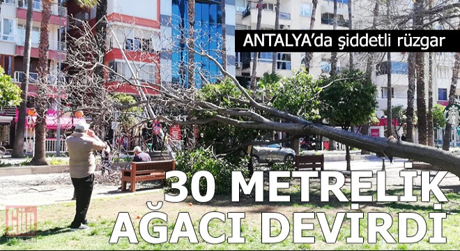 Şiddetli rüzgar 30 metrelik ağacı devirdi