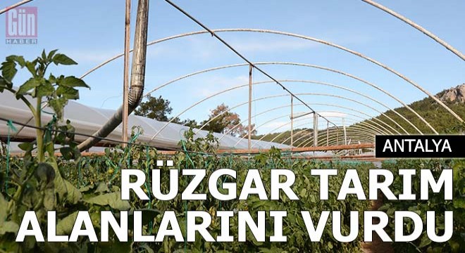 Şiddetli rüzgar tarım alanlarını vurdu