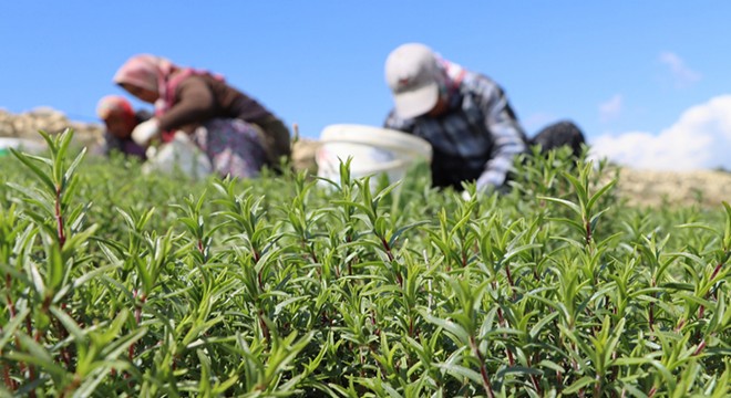Şifa deposu zahter, mahallenin geçim kaynağı haline geldi