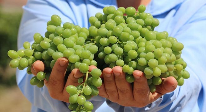 Şifa kaynağı koruk suyu üretimi için hasat başladı