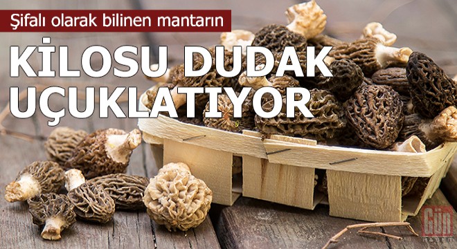 Şifalı olarak bilinen mantarın kilosu dudak uçuklatıyor