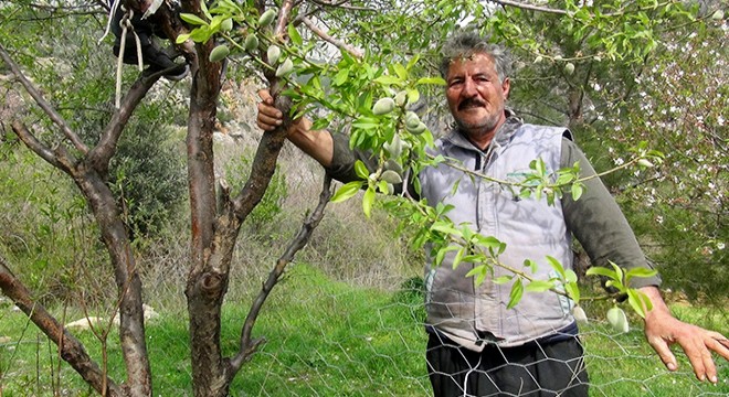 Sifilke'de yılın ilk çağla hasadı başladı