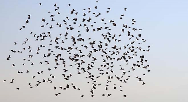 Sığırcıkların birlikte uçuşu, göz kamaştırdı