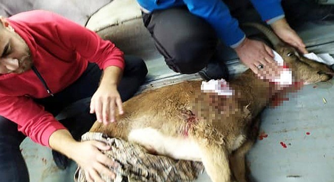 Silahla vurulan gebe dağ keçisi kurtarılamadı