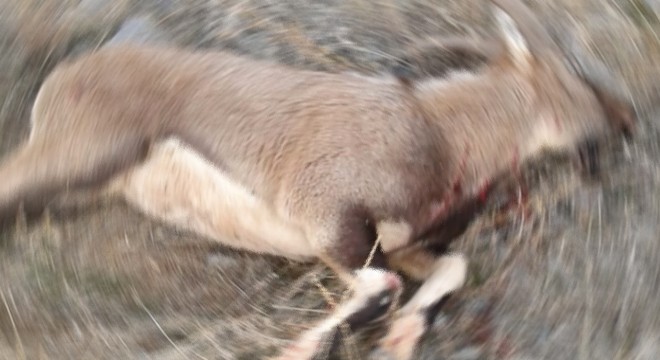 Silahla vurulan yaban keçisi ölü bulundu