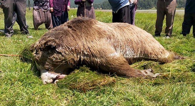 Silahla vurulan ayı gölde boğuldu