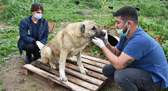 Silahla vurulan köpeğin durumu iyiye gidiyor