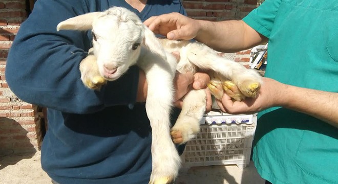 Silifke'de 6 bacaklı kuzu doğdu