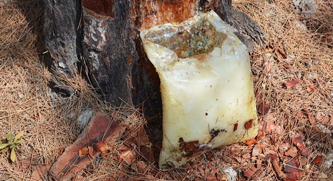 Silifke'de 8 ton reçine üretildi