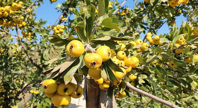 Silifke'de alıç hasadı