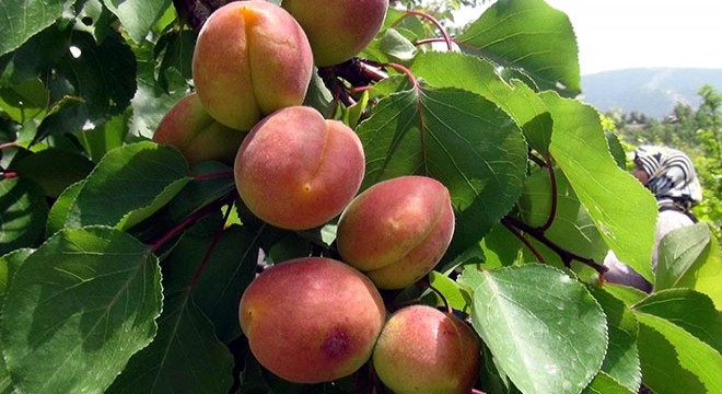 Silifke'de kayısı hasadı başladı