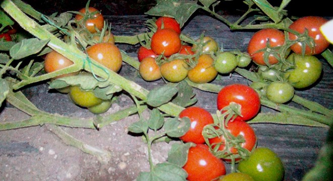 Silifke'de zirai don nöbeti
