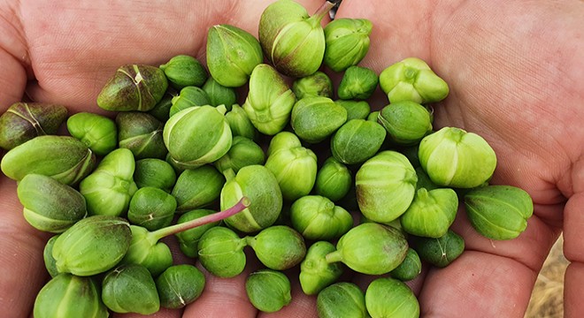 Silifkelilerin şifa kaynağı kapari bitkisi