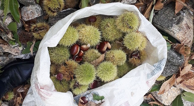 Simav kestanesinde hasat erken başladı