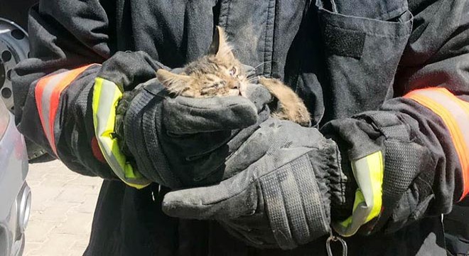 Sınırda gazetecilerin otomobiline kedi girdi