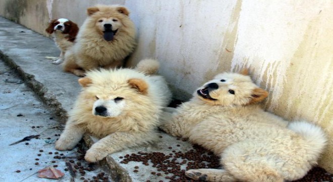 Sınırda yakalanan köpekleri alan olmadı