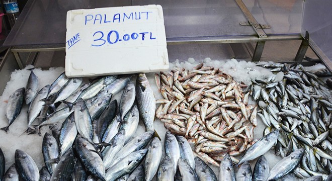 Sinop'ta sezonun ilk palamutları, 30 liradan tezgahlarda