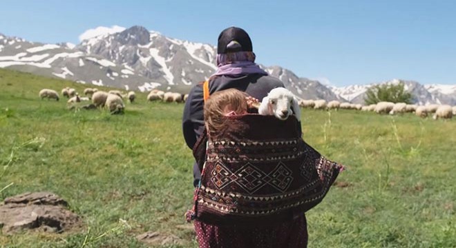 Şirin in annesinin sırtında kuzuyla birlikte yayla yolculuğu