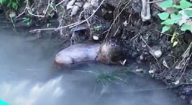 Şırnak'ta, su samuru görüntülendi