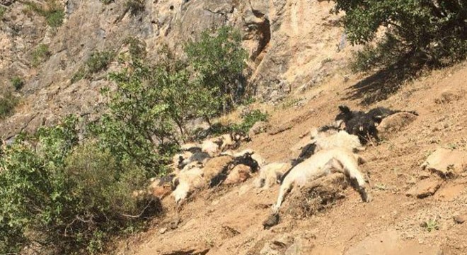 Şırnak ta kayalıklardan atlayan 200 koyun ve keçi telef oldu