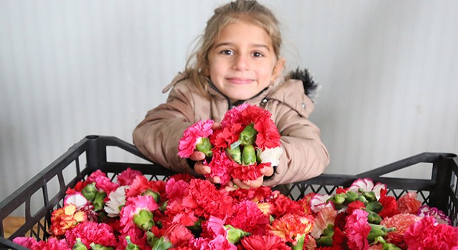 Sirtakide tabak kırma yerine Türk karanfili